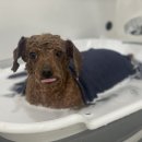 디그루밍 이미지