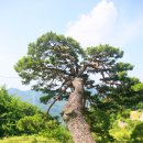 도곡리 이미지