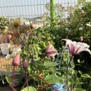 클레마티스 이미지