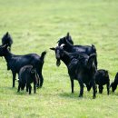 강원 염소 축산 이미지