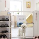 애견미용 견출지 노원점 이미지