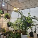 엔젤플라워 이미지