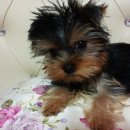 쪼쪼애견 이미지