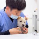 한국동물구조관리협회(동구협) 강아지 입양 후기