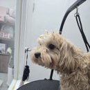 꽃보라미용실 이미지