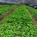 대청농장 이미지