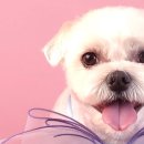 퀸펫살롱 이미지