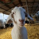 두진농장 이미지