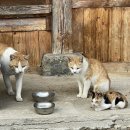 별 한말 이미지