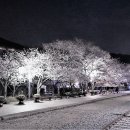 제황산공원(제황산부엉이) 이미지