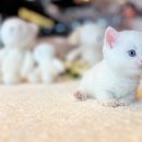 해피캣타운 고양이강아지 서울충무로점 | 먼치킨분양 (입양) 미리 알아본 고양이분양가격