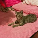 장전평쉼터 | 에어비앤비 이용후기, 할인쿠폰, 에어비앤비 치앙마이 > 슈퍼호스트 Chiang mai의 'Summer resort...