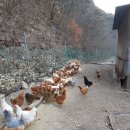 장군농장 이미지