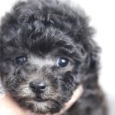 미스터멍 이미지