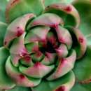 엘도라도 이미지