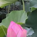 궁남지 서문주차장 화장실 이미지