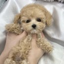 오독안심분양센터 강아지분양 고양이분양 시흥점 이미지