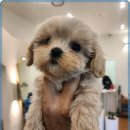 멍벤져스 이미지