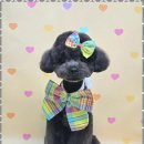 미소애견샵 이미지