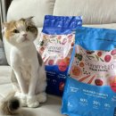 초이스치킨 | 고양이사료 추천 써미트10 홀 초이스 캣 어덜트 치킨 급여 후기