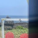 산호사 | 해변, 바닷가 수영하다 돌고래 본 썰, 구좌 세화해수욕상, 우도 산호사 스노쿨링 후기, 추천, 샤워실 가격