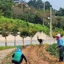 휴경지 경작작업(고구마순 자르기, 고구마 수확) 이미지