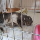 새마산동물병원 이미지