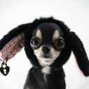 (주)산강아지 이미지