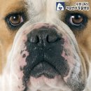 예동물병원 이미지