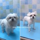 59펫살롱 이미지