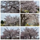 남대천제방길 이미지