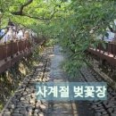 날리벚꽃장 이미지