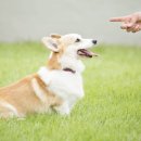 파파동물병원 이미지