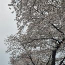 [4번째 마라톤대회] 2025 32회 경주 벚꽃 마라톤 10K 후기