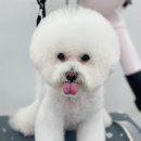 아멜리몽 이미지