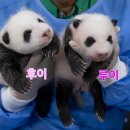 뽀시래기 이미지