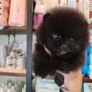 푸른들동물병원 이미지