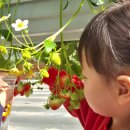 인화농장 | 화성 5살 아이랑 가볼만한곳 딸기체험 농장 🍓 "하늘의별딸기" 후기