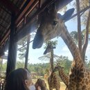 (주)우리라인 | [푸꾸옥 빈펄 사파리] 시간 및 주트램 꿀팁 내돈내산 솔직후기