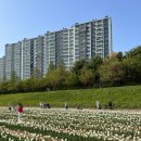 파주세무서 | 튤립 가득 공릉천 튤립축제 다녀왔어요