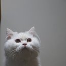 우다닥 고양이호텔 이미지