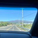 [신혼여행] JEJU 3일차(사우스포레스트/쇠소깍/허니문하우스/올레시장/그랜드조선힐스위트/난드르바당)