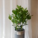 천송이플라워N 이미지