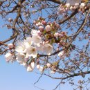 전남 구례 오산- 쌍계사 벚꽃 후기? (망사만 한가득...) 이미지