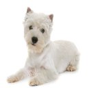 잠실동물병원 이미지