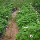 봉선농장 이미지