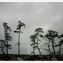 해송과 바다 이미지