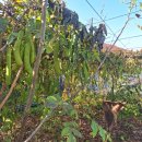 갈마농장 이미지