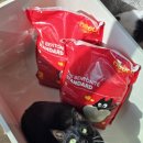 이소블랜딩 | 고양이 벤토나이트 모래 추천 먼지 적은 가성비 모래 1주 사용 후기