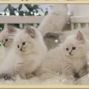 알콩달콩 애견샵 | 부천 네바마스커레이드 고양이 분양 받은 날